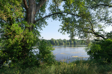 Fototapeta na wymiar Loire river in the Saint-Mesmin National Nature Reserve in Loire valley