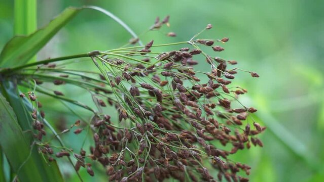 Actinoscirpus grossus (also called Mensiang, Greater club-rush, Giant bulrush). This grass is often made for woven materials