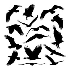 Fototapeta premium various flying eagle silhouette collection