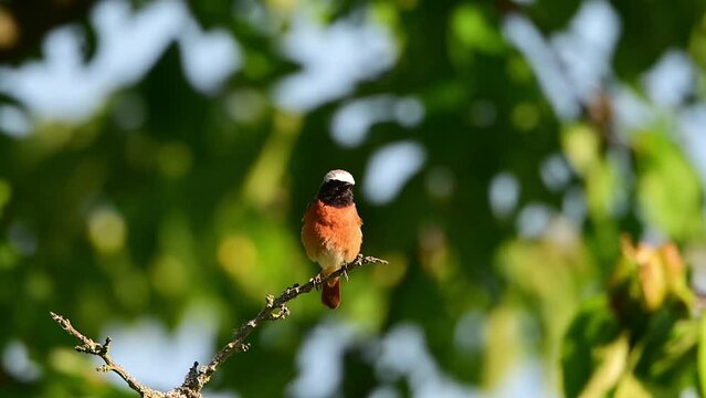 N&aacute;zev: Singing common redstart, or often simply redstart, is a small passerine bird.