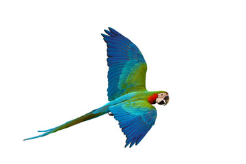 Colorful flying parrot isolated on transparent background png file