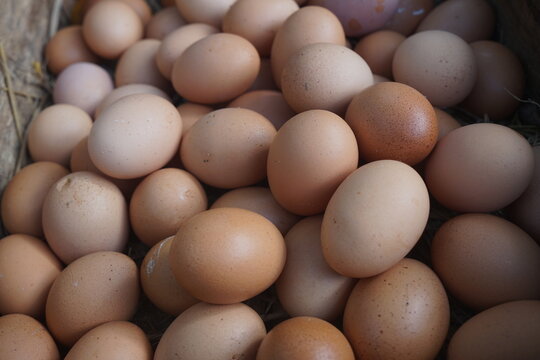 Domestic chicken eggs