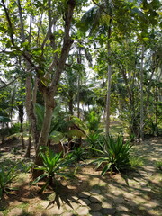 Tangalle, plage du Sri Lanka