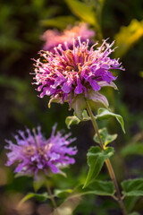 Bee Balm