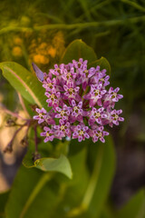Fototapeta premium Milkweed