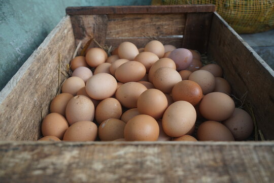 Domestic chicken eggs