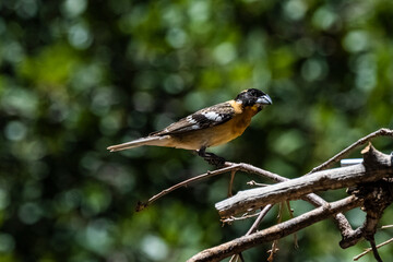 Black-headed Grosbeak (Pheucticus melanocephalus) Perched