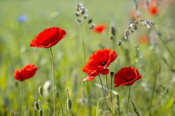 Red poppy flowers