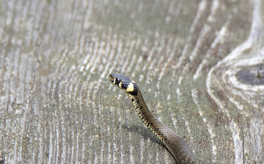 A close-up with a grass snake - Natrix natrix