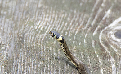 A close-up of the head of a Natrix natrix snake