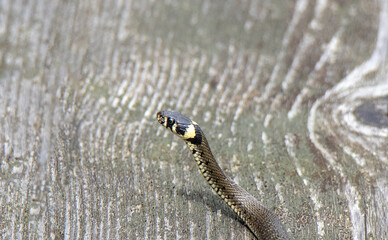 A close-up of a grass snake Natrix natrix with its head up