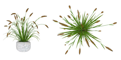 A set of two isolated images from different angles. Houseplant in a porcelain pot. Yellow spikelets on a thin stem. Isolate. 3D render.