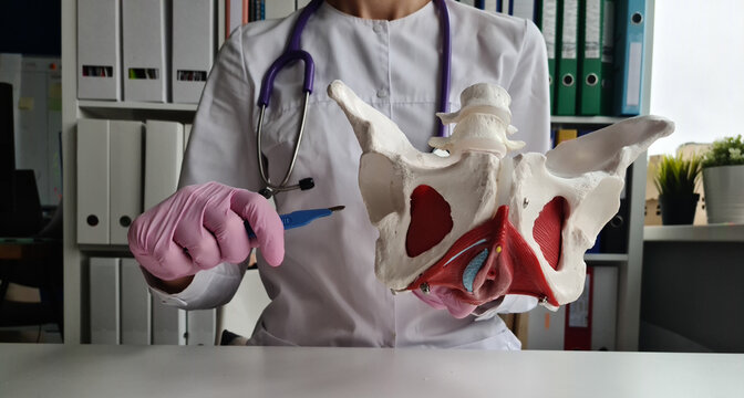 Doctor gynecologist showing bones of female pelvis closeup