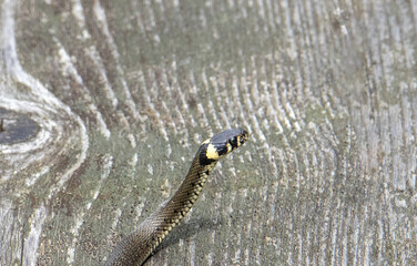 a close-up of a Natrix natrix grass snake on a plank with its head up