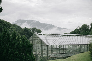 greenhouse with a greenhouse