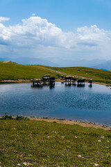 Cows drink water. Koruldi lakes in Caucasus mountains, Mestia, Svaneti region, Georgia. Summer day, green hills, high mountain pasture for livestock, mountain peaks. Vertical photo