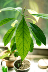 home grown avocade plant leaf 