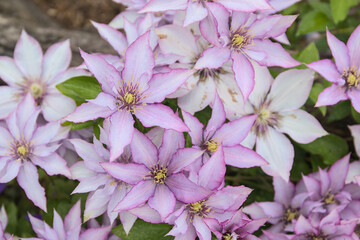 Many white pink clematis as a pattern with green leaves and fresh blossoms in the garden.
