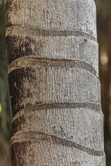 Detail of Howea forsteriana trunk