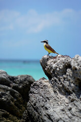 Pájaro amarillo con marrón  sobre una  roca en el mar caribe mexicano  con mar turquesa  en formato vertical