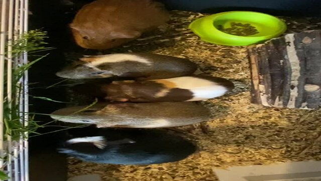 guinea pigs many in cage eating grass from above video footage 