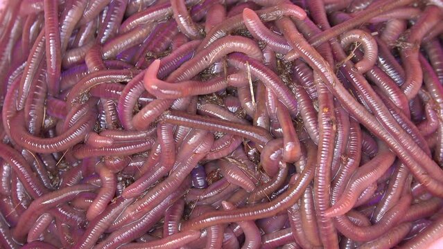 Group of earthworm crawling on the dirt 