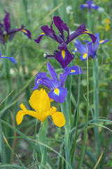 Three different colored Dutch iris (Iris x hollandica) in a row on a flower field.
