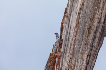 White-bellied redstart (Luscinia phaenicuroides) at Mandala Top, Arunachal Pradesh, India