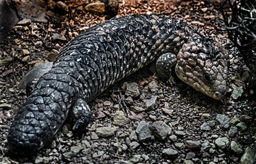 Short-tailed skink also known as shingleback lizard. Latin name - Tiliqua rugosa