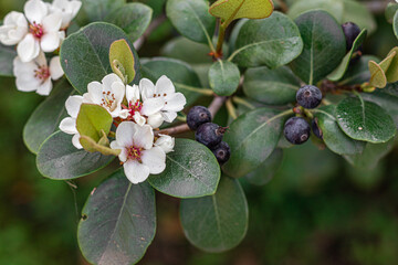 Flowers and fruits of the Indian Hawthorn (Rhaphiolepis indica) at the Botanical Garden in Cagliari. Sardinia, Italy