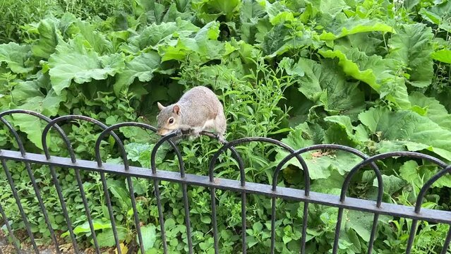 grey squirrel on fence coming for food 