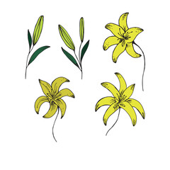 Vector illustration. Blooming lily in yellow, made in the style of hand drawing. Buds, flowers, flora