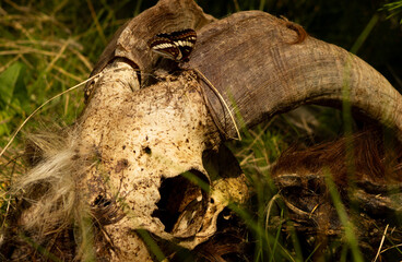 Sun Bleached Goat Skull with Lorquin's Admiral Butterfly Perched on Top