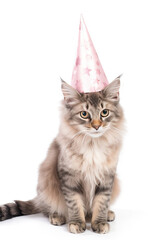 cute cat wearing birthday cone hat on white background