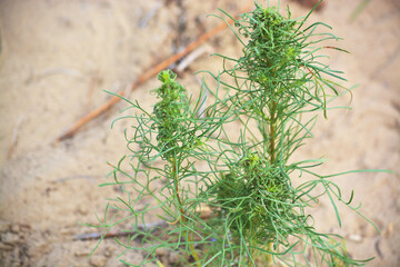 Two-year Mugwort (Artemisia biennis). Kazakhstan. Desert near Lake Balkhash. Summer.