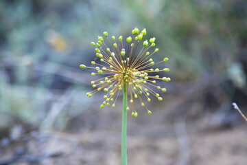 Tulip bow - Allium tulipifolium. Macro sight. Kazakhstan. Desert at Lake Balkhash. Summer.