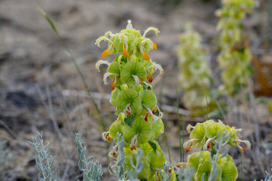 .Hairy Ballota. Macro photography. Kazakhstan. Desert near Lake Balkhash. Summer.