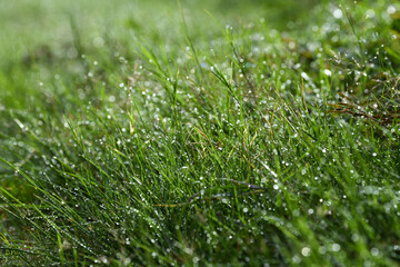 Macro view of water droplets adorned on green grass blades after a rain shower
