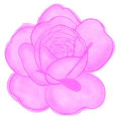 Single blooming pink rose illustration