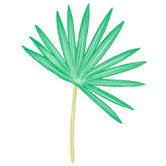 Single green palm leaf branch