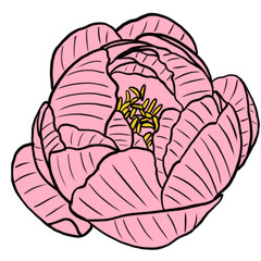 Single pink peony bloom illustration