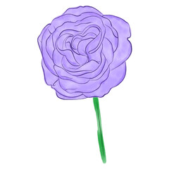 Single purple rose illustration