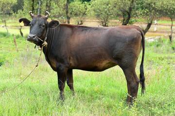 Closeup of an Indian black cow standing near an empty field of agriculture