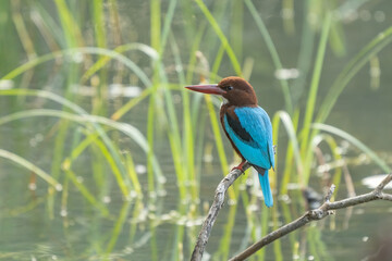 The Stork-billed Kingfisher (Pelargopsis capensis) (formerly Halcyon capensis), is a tree kingfisher which can found in Thailand.
