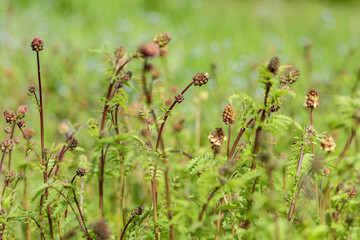 Group of blooming salad burnets (Sanguisorba minor).