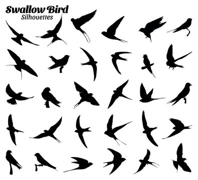 Swallow bird  silhouettes vector illustration set