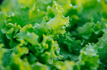 Green lettuce leaves in the garden. Natural background and texture. Organic farm. Healthy eating. Foods rich in vitamins. Agricultural industry.