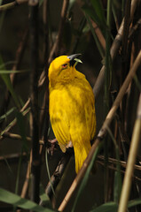 Eastern Golden Weaver
