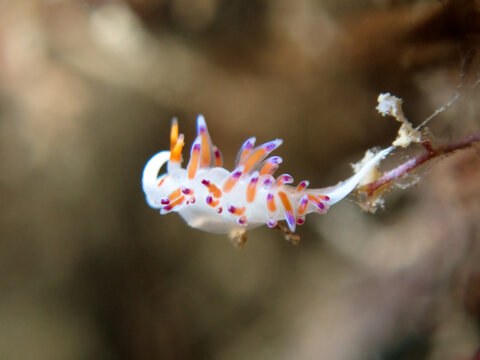Flabelina Nudibranch Mediterranean Sea