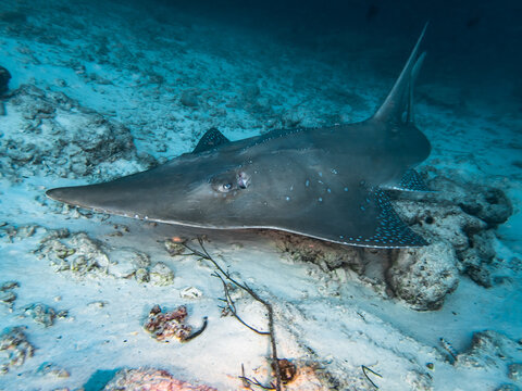 Guitar shark in the Maldives